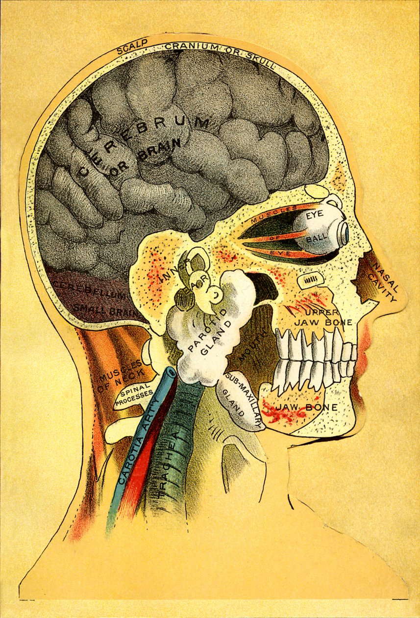 Anatomisk kort, hovedet 1905 af Unbekannt