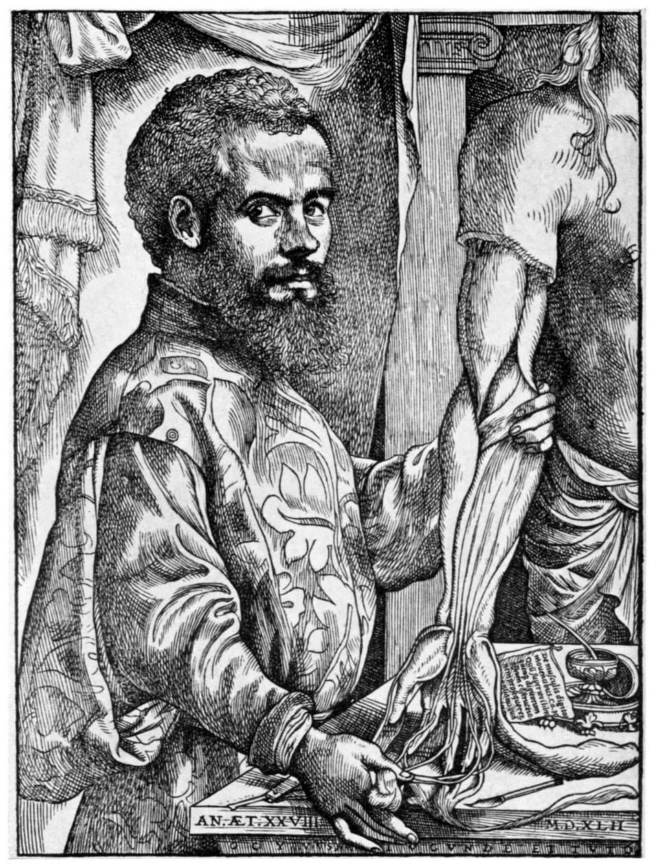 Andreas Vesalius, flamsk anatom fra det 16. århundrede, 1954 af Unbekannt