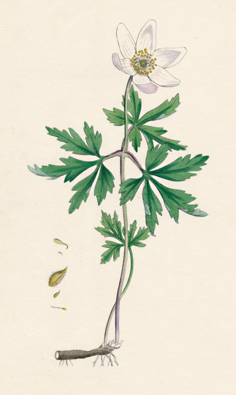 Anemone træagtig. Skovanemone, 1800-tallet af Unbekannt