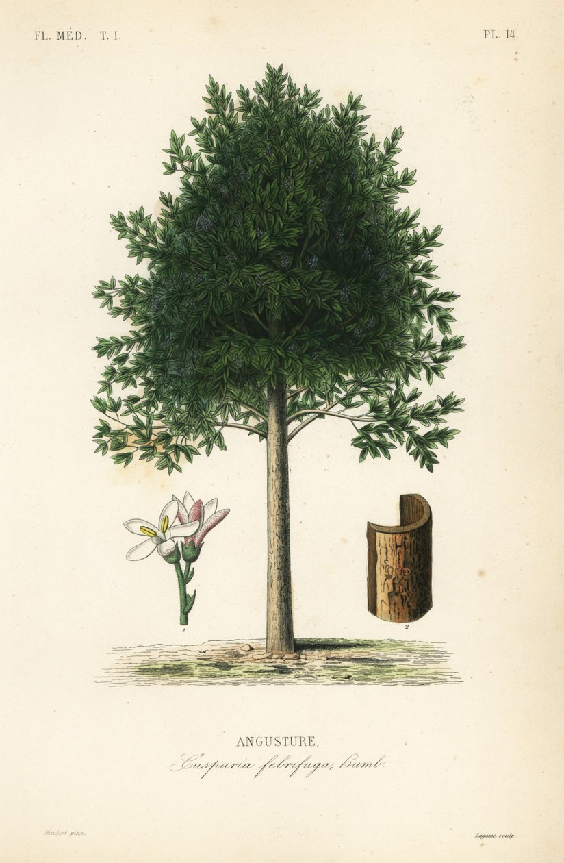 Angostura trifoliata, Cusparia febrifuga, Angusture af Unbekannt