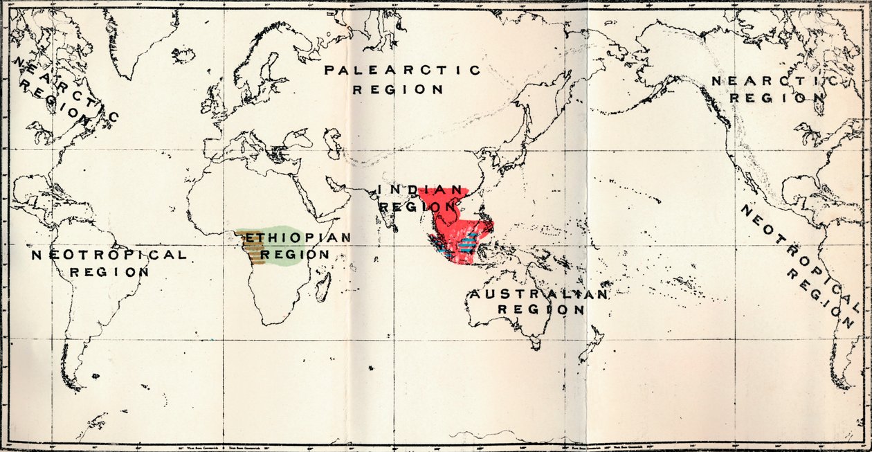Anthropoidea - Hylobates Red, Simia Blue, Gorilla Brown, Anthropopithecus Green, 1897 af Unbekannt
