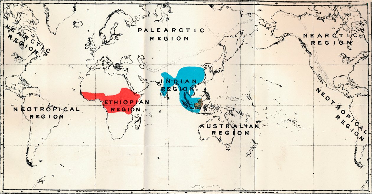 Anthropoidea - Kortfordeling Genera Semnopithecus Blue, Nasalis Brown, Colobus Red, 1897 af Unbekannt