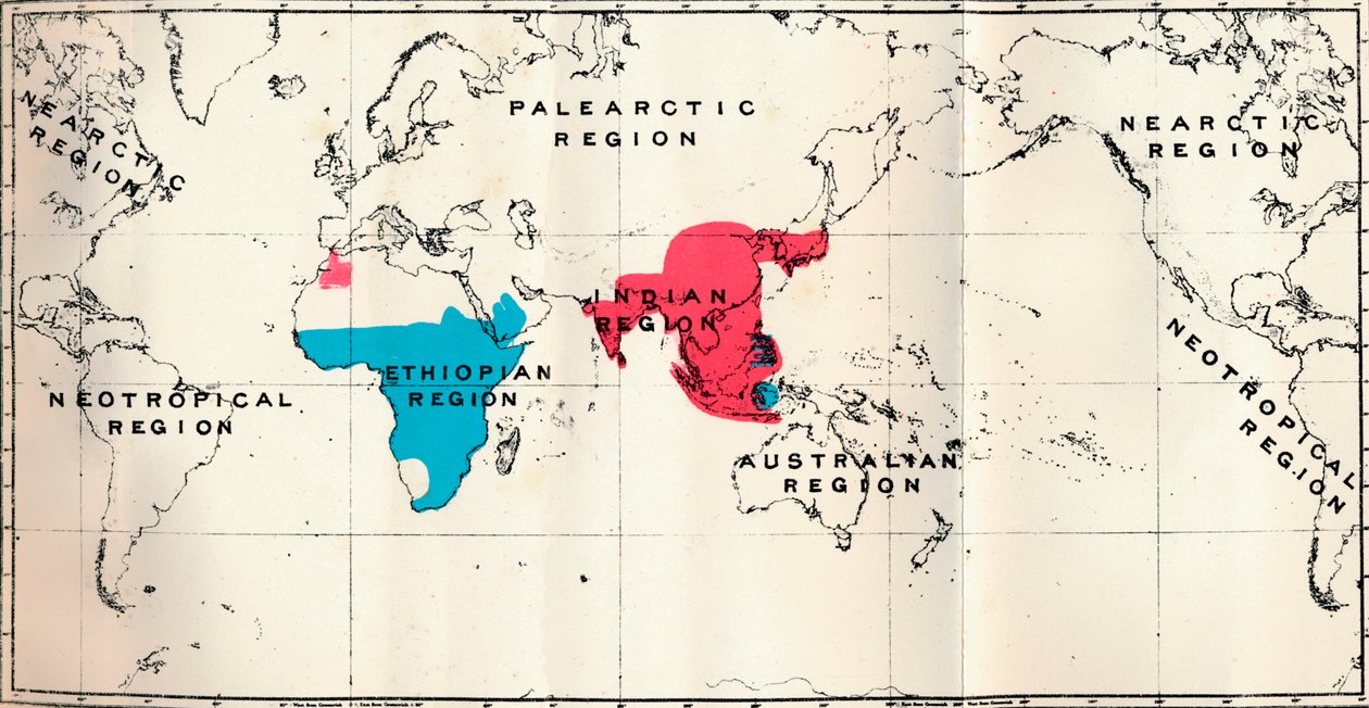 Anthropoidea - VI. Kortfordeling af forskellige arter Blå og Macacus Rød, 1897 af Unbekannt