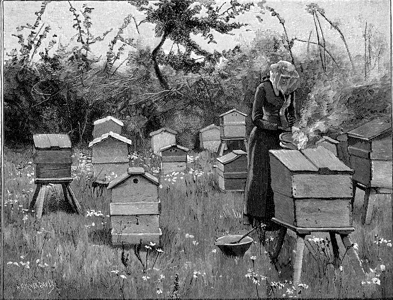 Bigård af træstader, Lismore, Irland, 1890 af Unbekannt