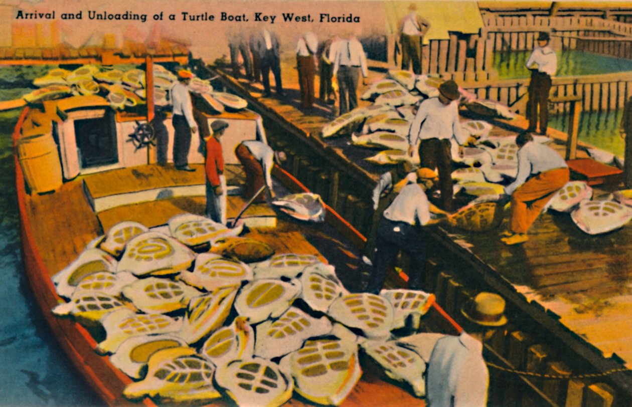 Ankomst og losning af en skildpaddebåd, Key West, Florida, c1940