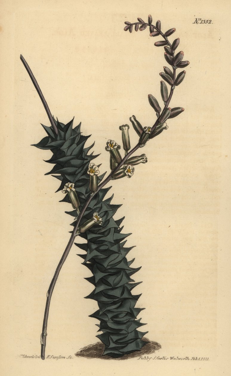 Astroloba foliolosa (småbladet aloe, Aloe foliolosa) af Unbekannt