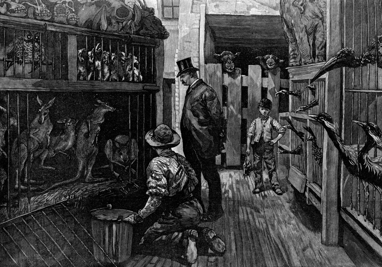 I Jamrachs, London, 1887 af Unbekannt