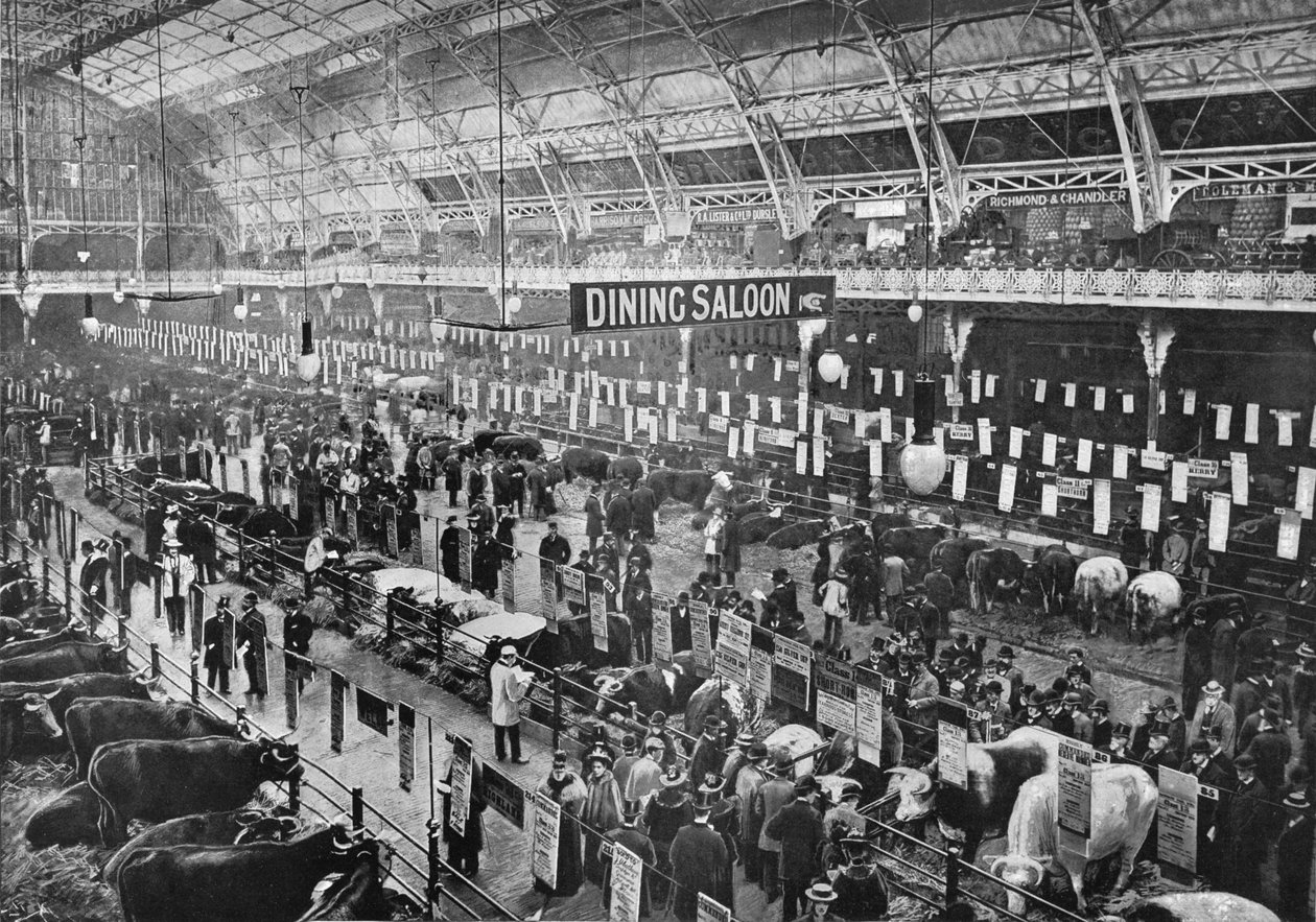 På Smithfield Club kvægudstilling, Agricultural Hall, Islington, London, 1902 1903 af Unbekannt