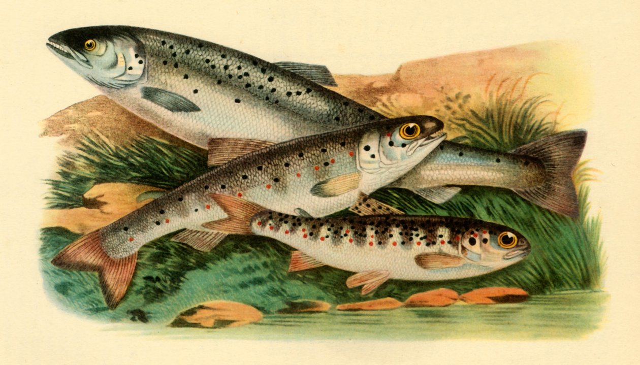 Atlanterhavslaks - Grilse, Smolt og Parr, 1887, 1946. af Unbekannt