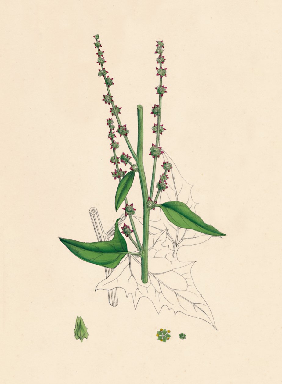 Atriplex Smithii. Smiths Orache, 1800-tallet af Unbekannt