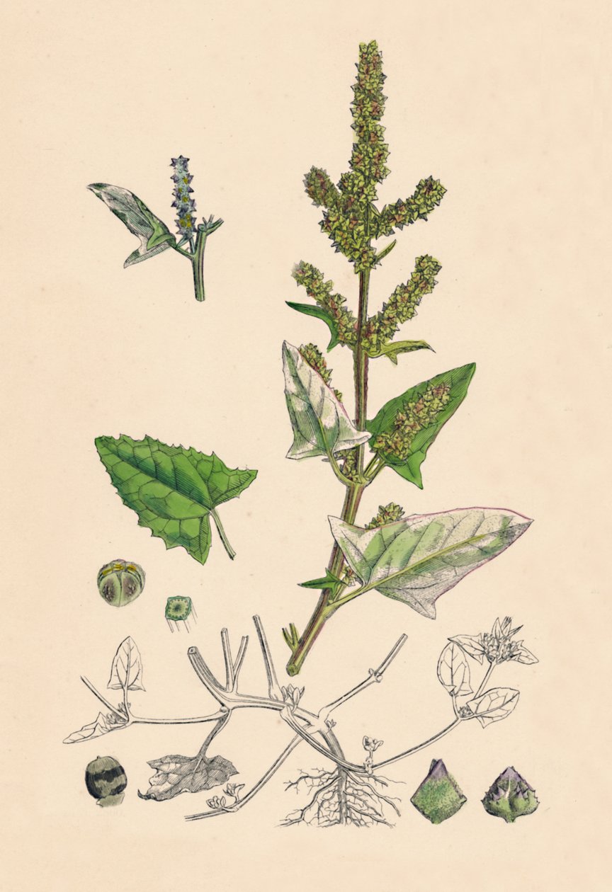 Atriplex deltoidea. Trekantet bladet Orache, 1800-tallet af Unbekannt