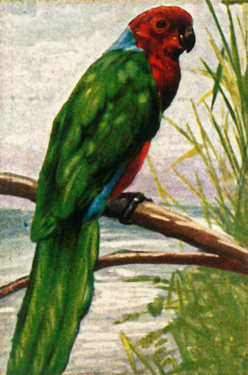 Austral parakit, c1928. af Unbekannt