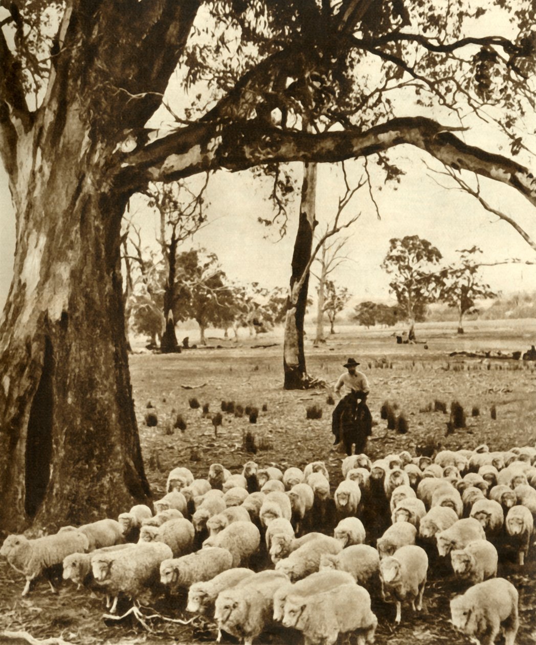 Australien - En chauffør med nogle af sine anklager på en fårestation i staten Victoria, c1948. af Unbekannt