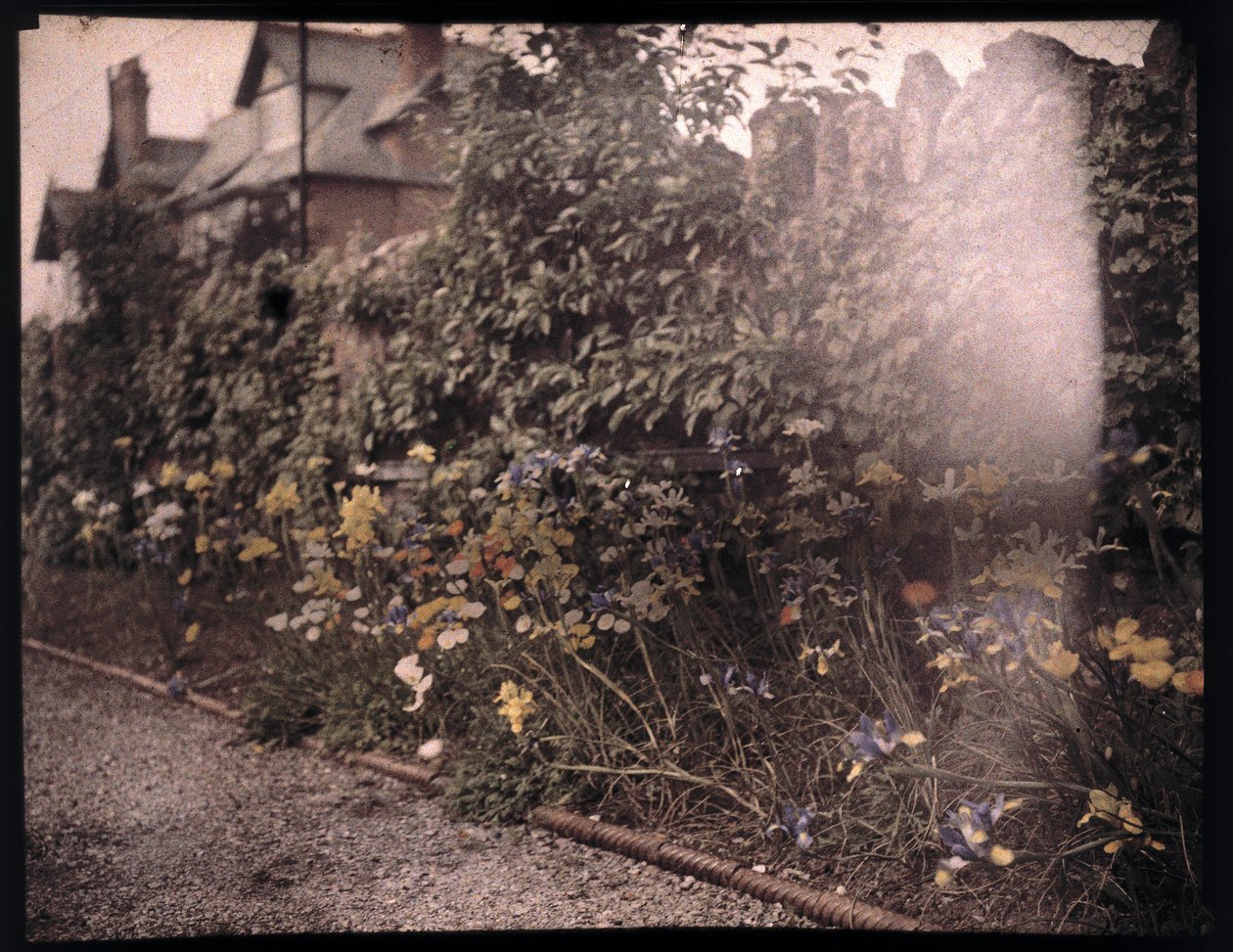Autokrom af blomster, c 1908 af Unbekannt
