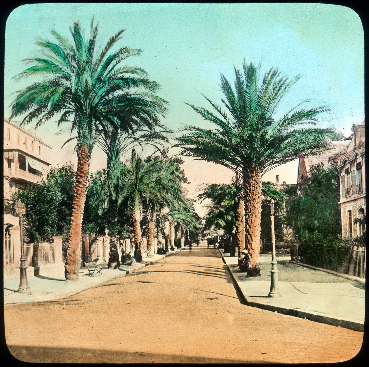 Avenue of Palms, Hyeres, Frankrig, slutningen af det 19. eller begyndelsen af det 20. århundrede af Unbekannt