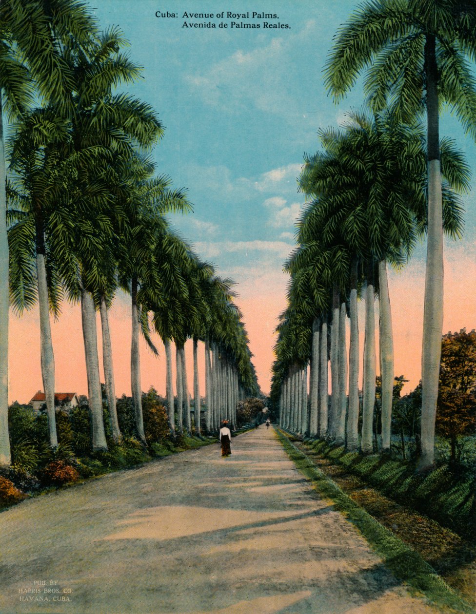 Avenue of Royal Palms, Cuba, c1920 af Unbekannt