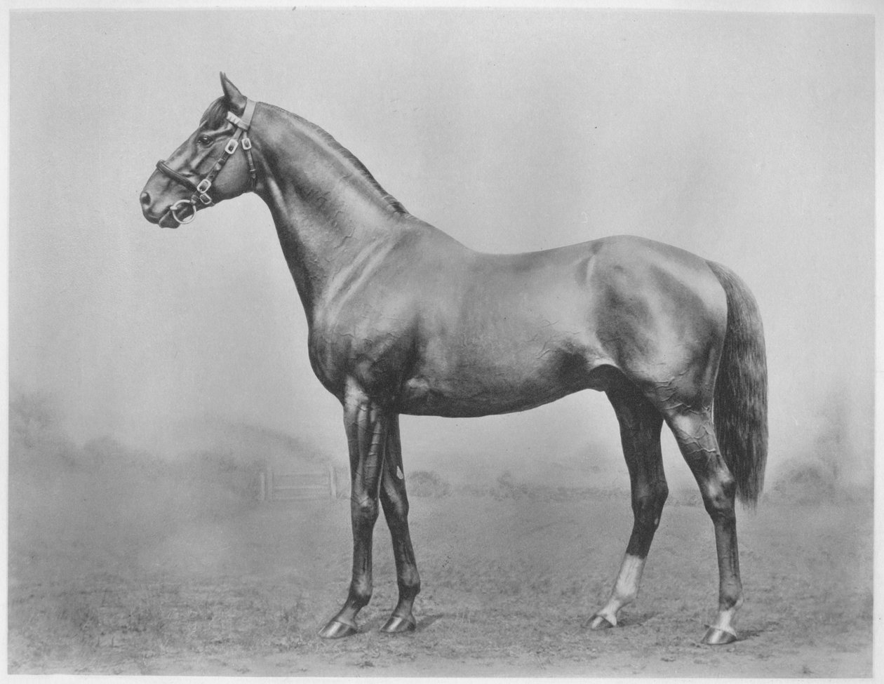 Bachelor knap. Winkfield - Milady, 1911 af Unbekannt