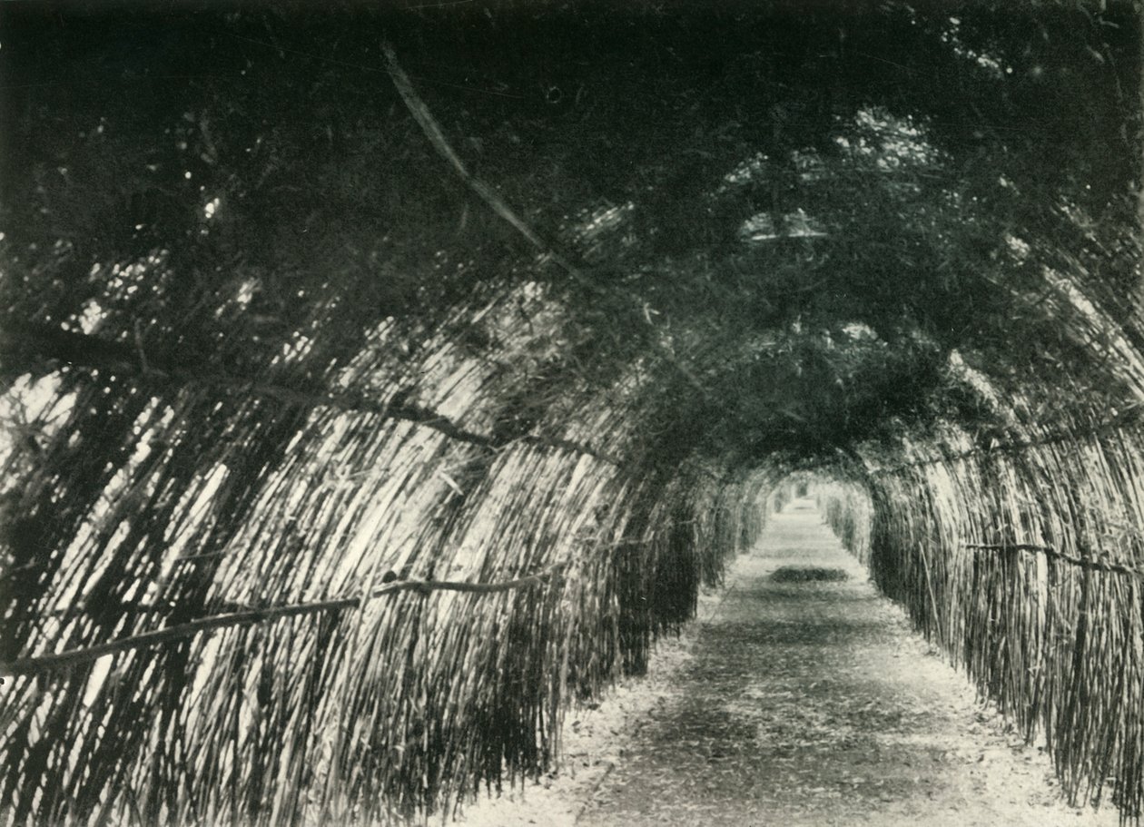 Bamboo Avenue ved Barrackpore, 1904, 1925. af Unbekannt