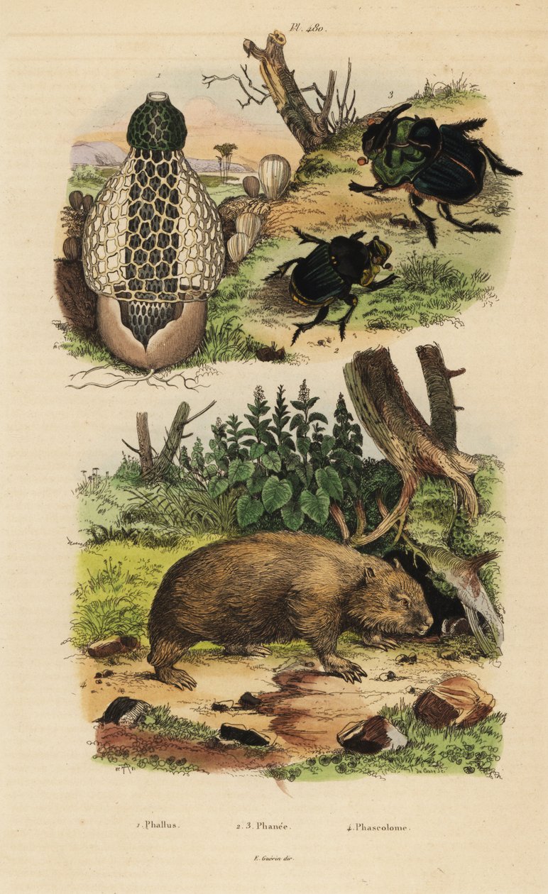 Bambussvamp, Phallus indusiatus 1, skarabé-møgbiller, Coprophanaeus ensifer 2 og Diabroctis mimas 3 og almindelig vombat, Vombatus ursinus 4 af Unbekannt