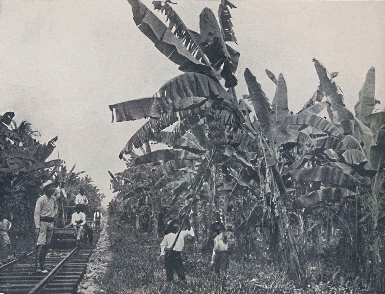 Bananplantage, 1924 af Unbekannt