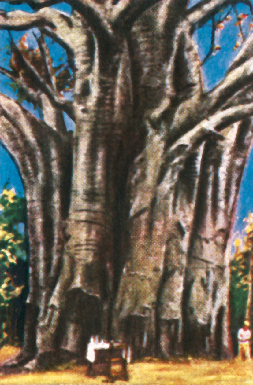 Baobab-træer, Usambara-bjergene, c1928. af Unbekannt