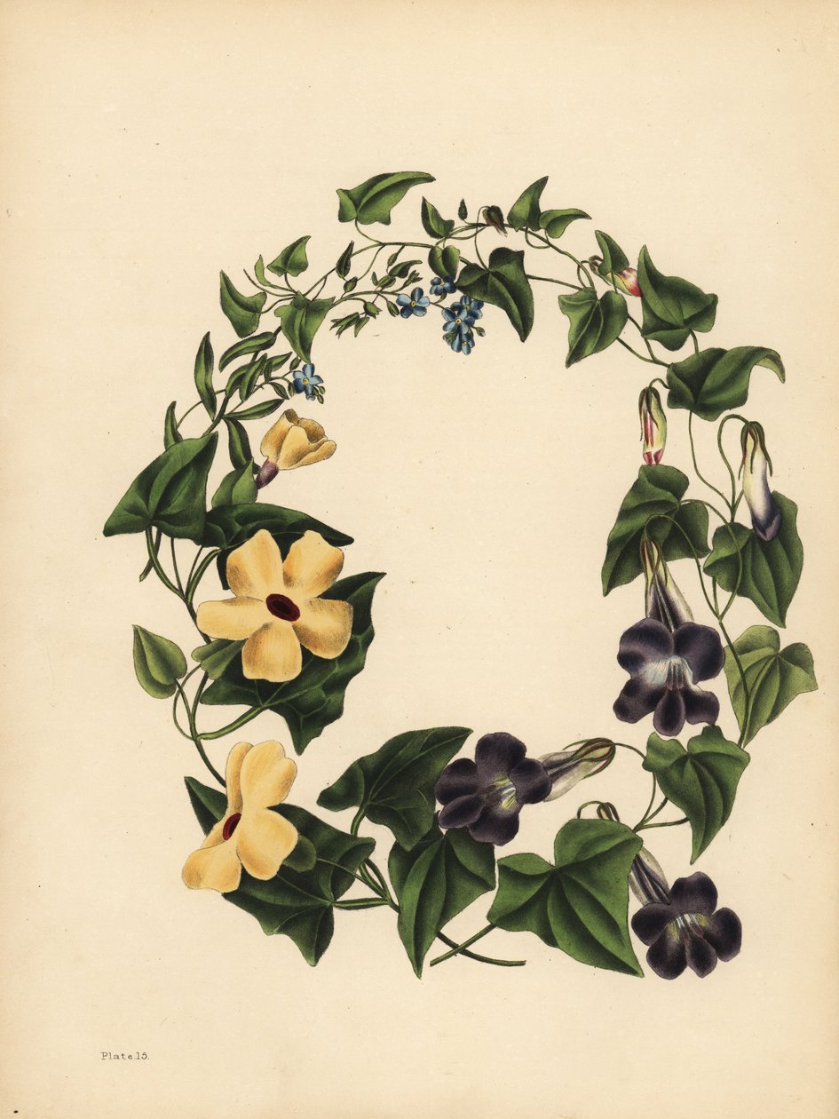 Barclays Maurandia, Maurandya barclayana, den bevingede Thunbergia, Thunbergia alata, Hukommelse; Skorpiongræs, glem mig ikke, Myosotis scorpioides af Unbekannt