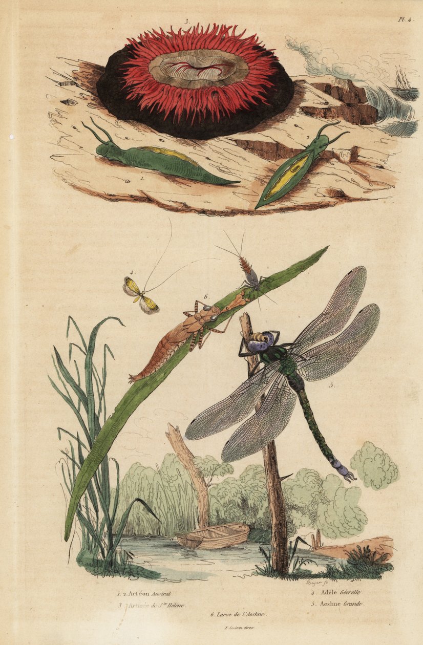 Tøndeboblesnegl, Acteon tormatilis 1, beadlet anemone, Actinia equina 2, gulbarret langhorn, Nemophora degeerella 3, brun kræmmer, Aeshna grandis 4 af Unbekannt
