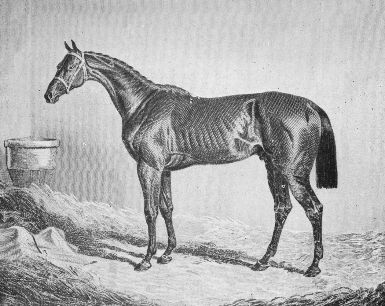Bay Middleton, 1833-1857, 1911 af Unbekannt