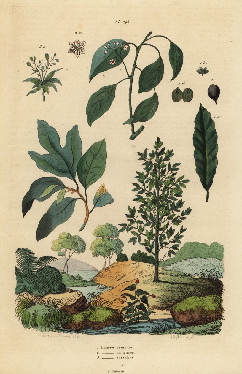 Laurbær, Laurus nobilis 1, kamfertræ, Cinnamomum camphora 2 og sassafras, Sassafras albidum 3 af Unbekannt