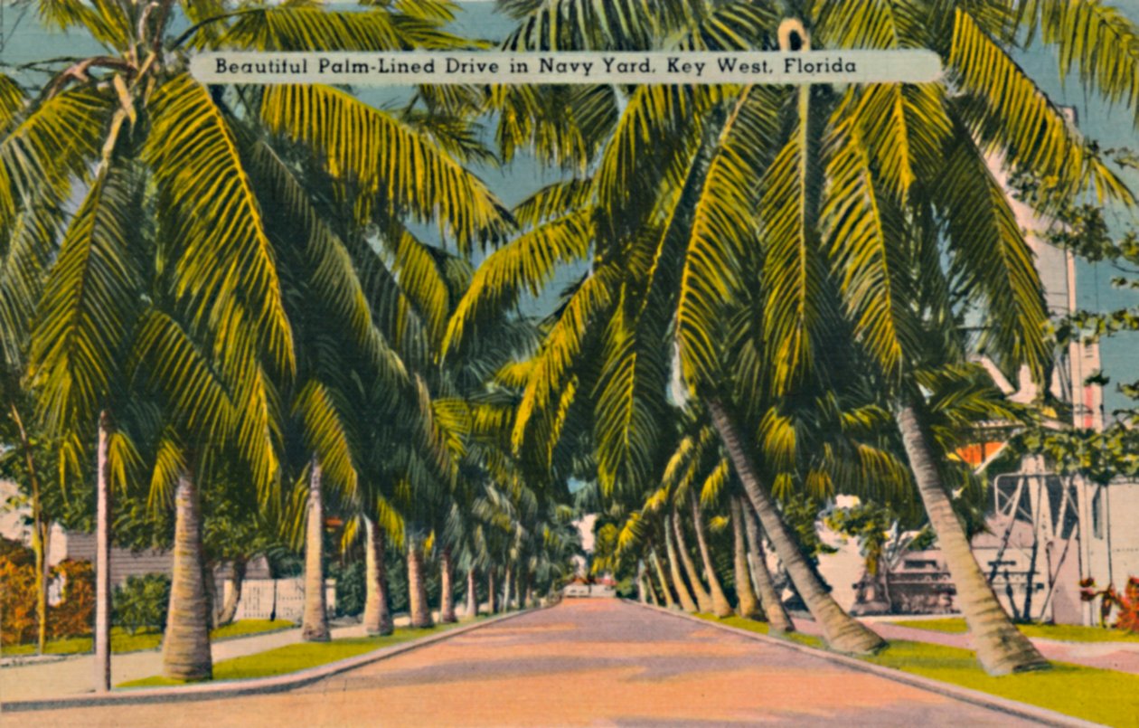 Smuk Palm-lined Drive i Navy Yard, Key West, Florida, c1940