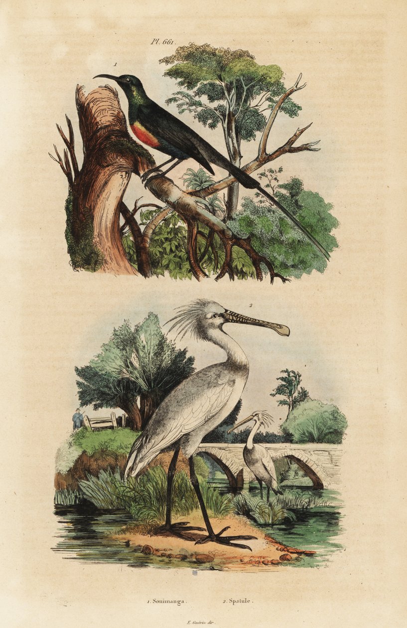 Smuk solsort, Cinnyris pulchella og almindelig skestork, Platalea leucorodia af Unbekannt