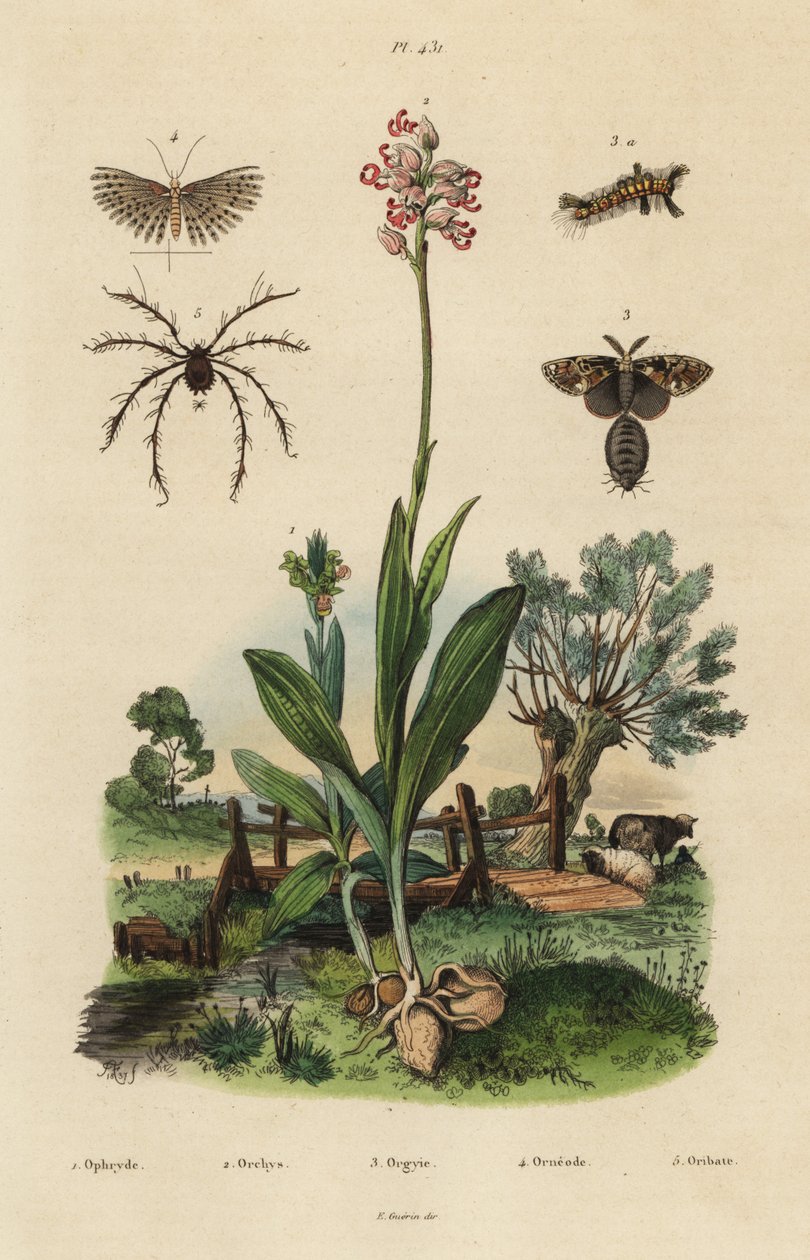 Bi-orkidé, Ophrys apifera 1, abe-orkidé, Orchis simia 2, rusten tusemøl, Orgyia antiqua 3, tyve-fane-møl, Alucita hexadactyla 4 og Oribata geniculata mide 5 af Unbekannt