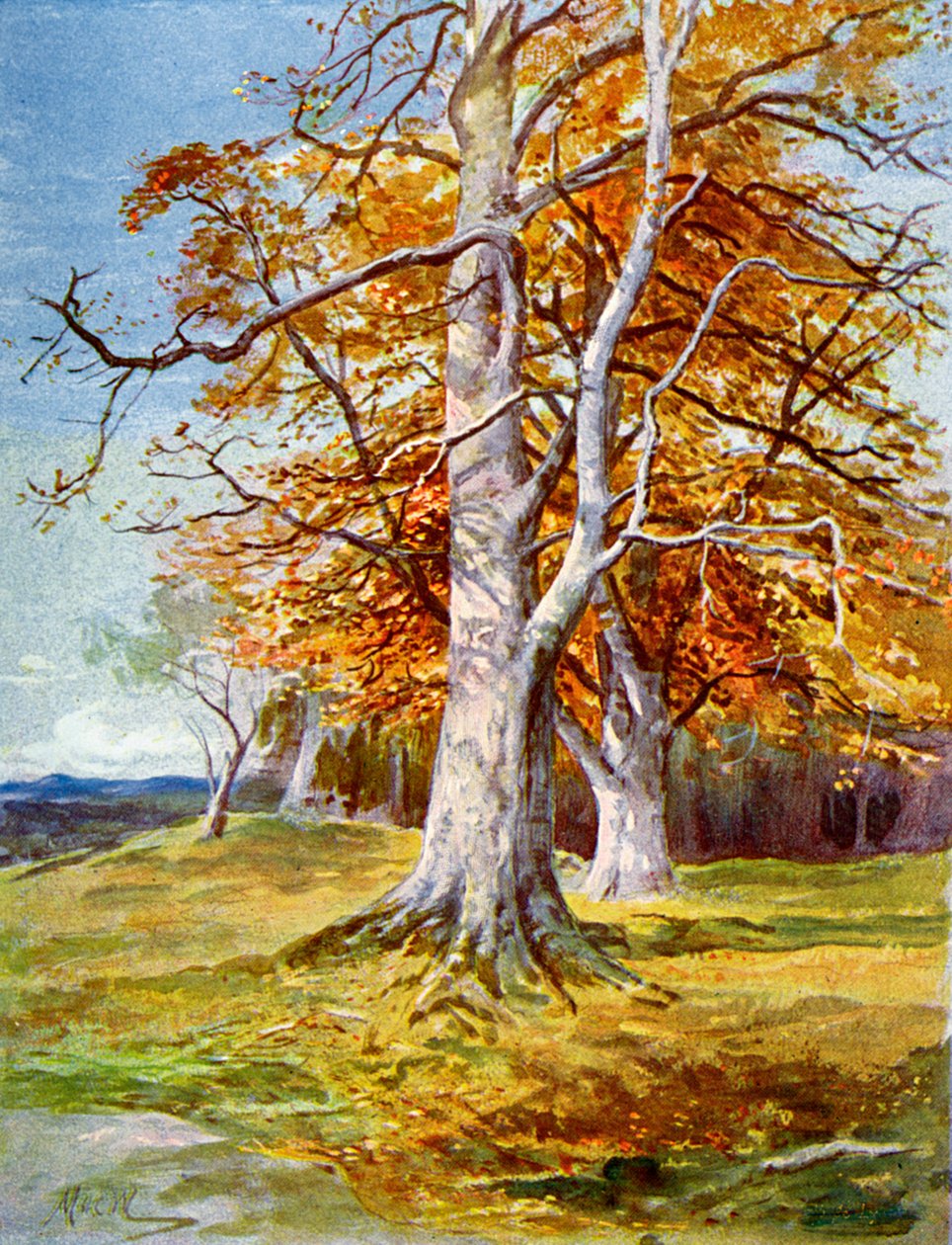 Bøgetræ, efterår, 1900 af Unbekannt