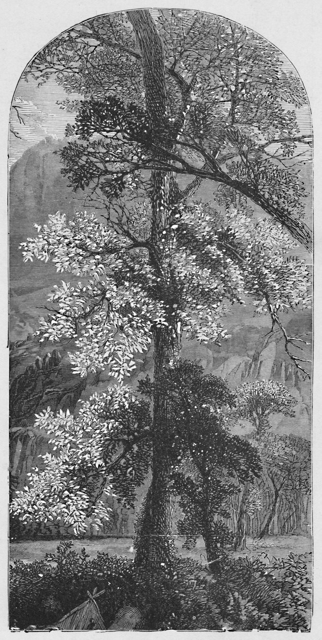 Stort træ, 1883 af Unbekannt