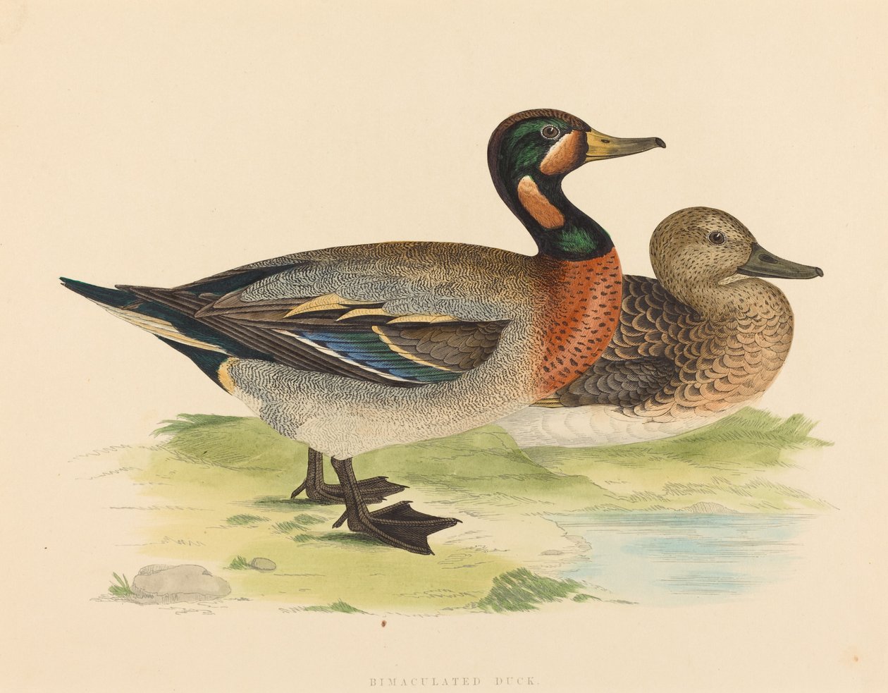 Bimaculated Duck, 1855. af Unbekannt
