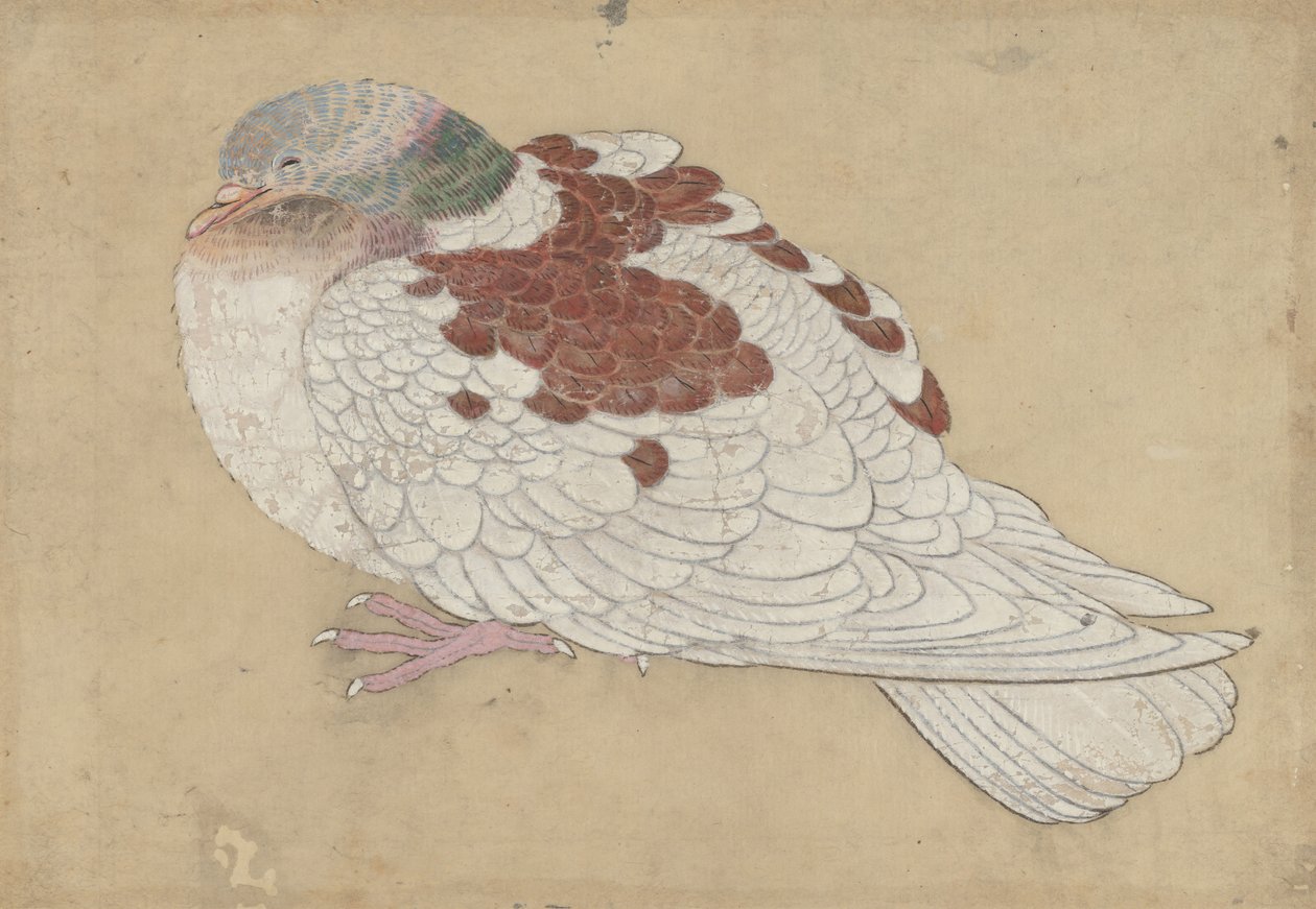 Fugl, 1700-tallet. af Unbekannt