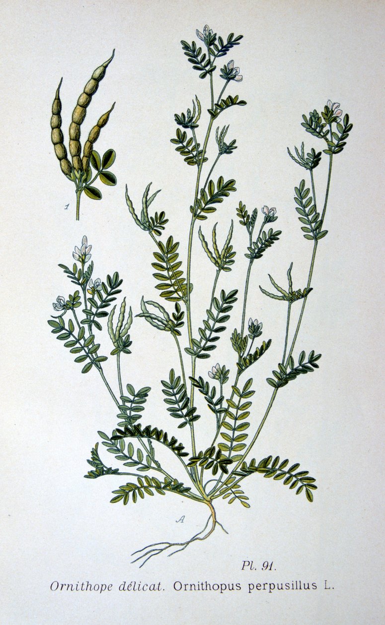 Fuglefod, 1893 af Unbekannt
