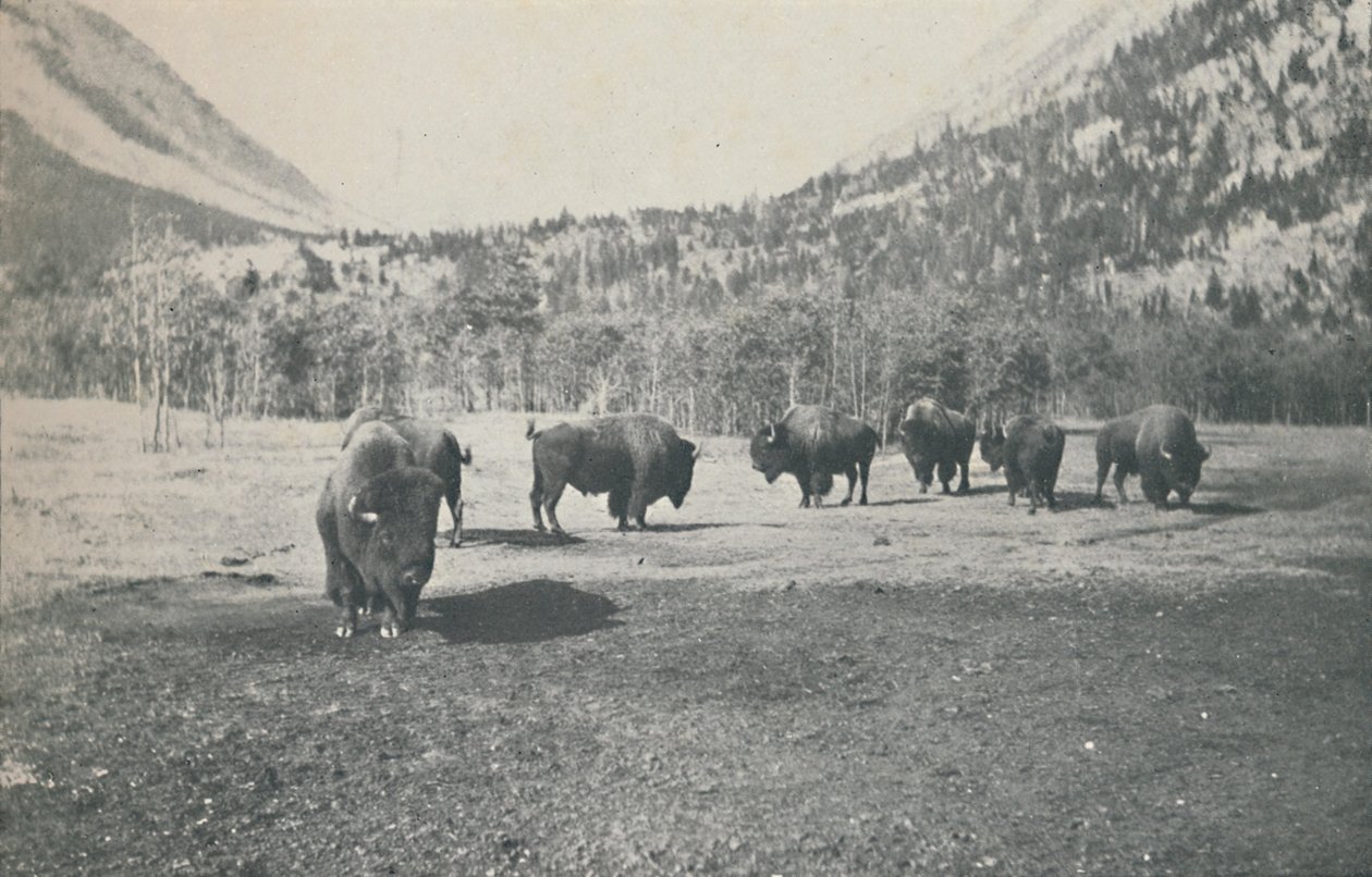 Bison, 1916 af Unbekannt