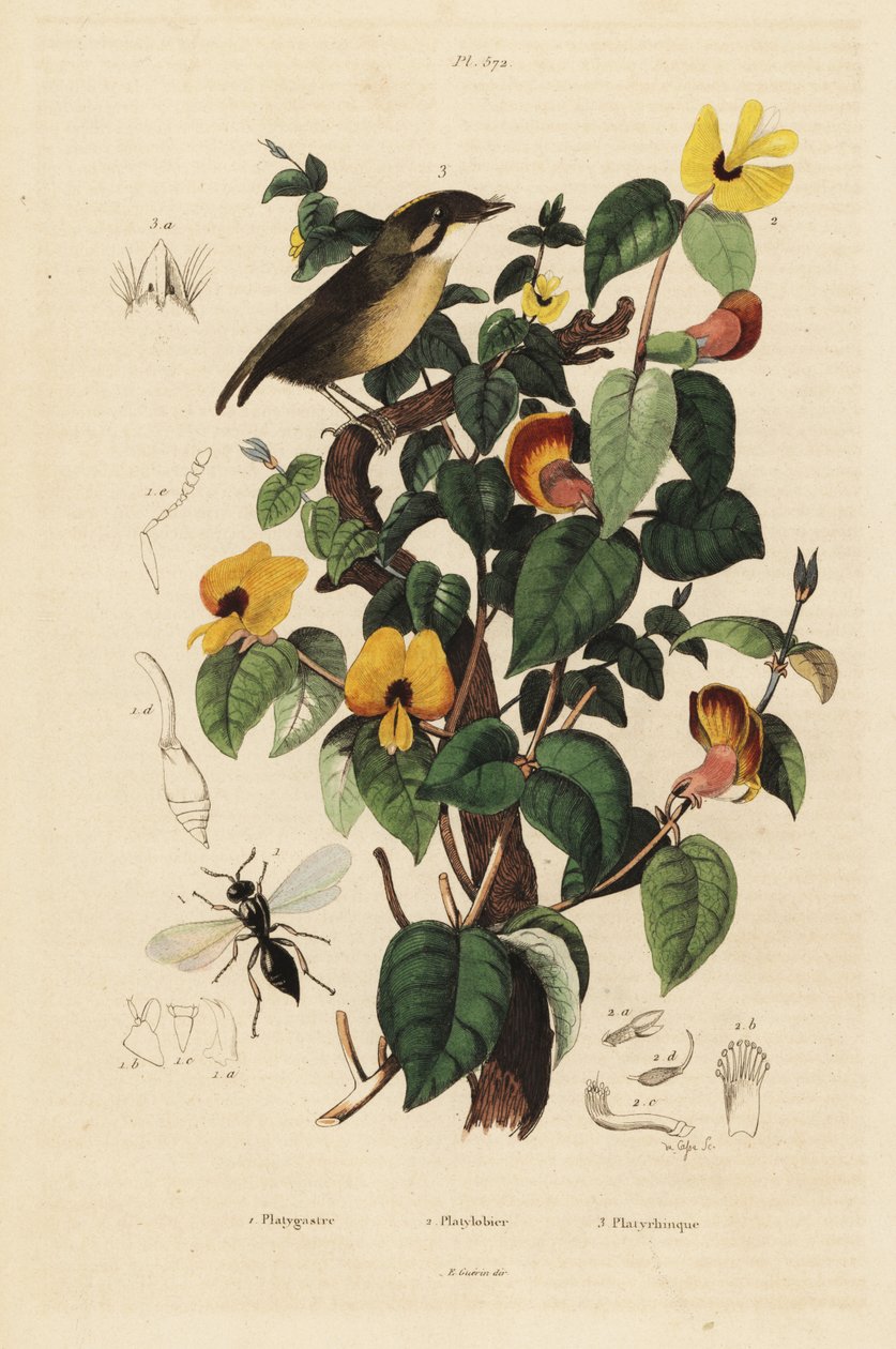 Sortkindet gnateater, Conopophaga melanops, Handsome Sweetpea, Platylobium formosum og Inostemma boscii hveps af Unbekannt