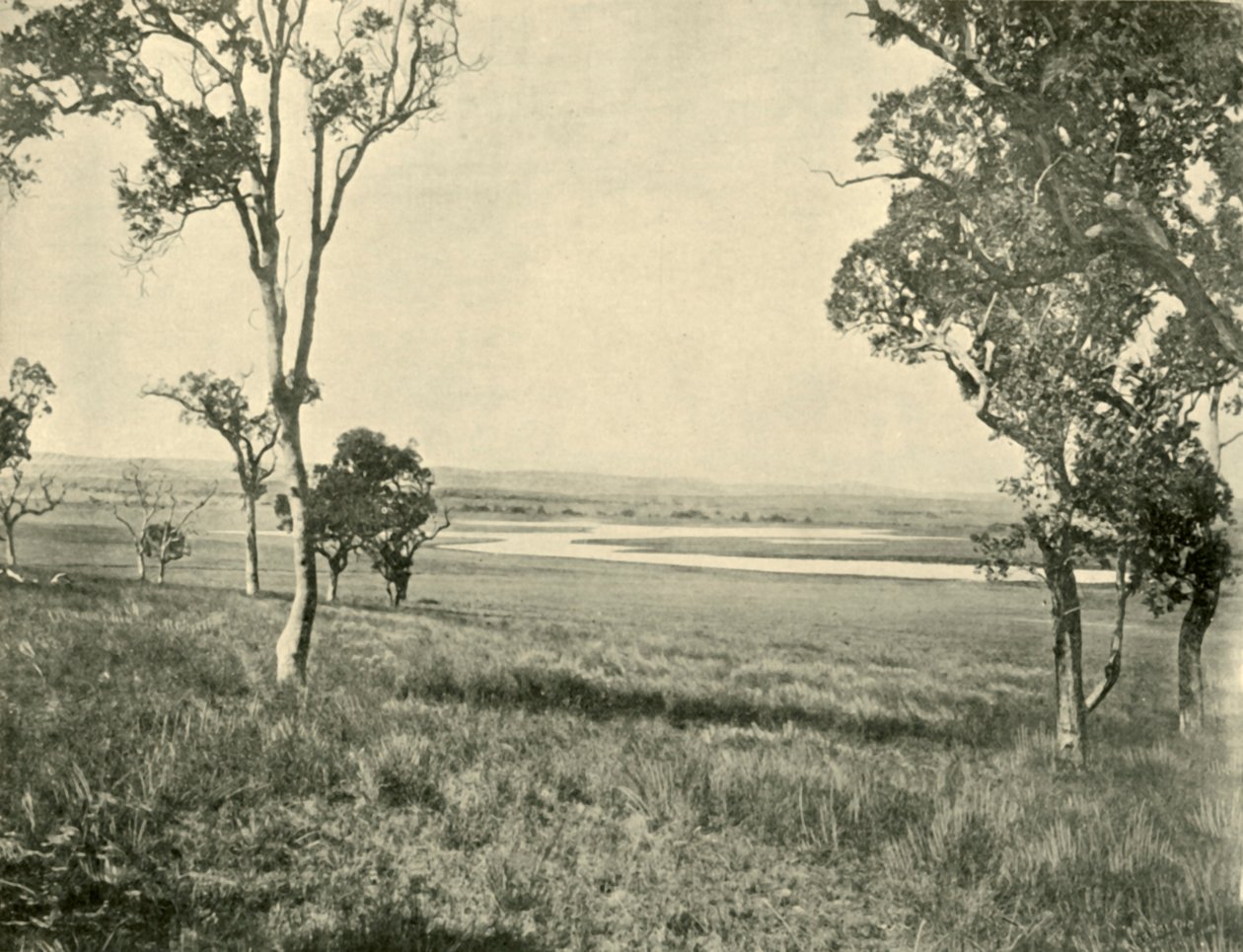 Black Swan Lagoon, nær Warwick, Queensland, 1901. af Unbekannt