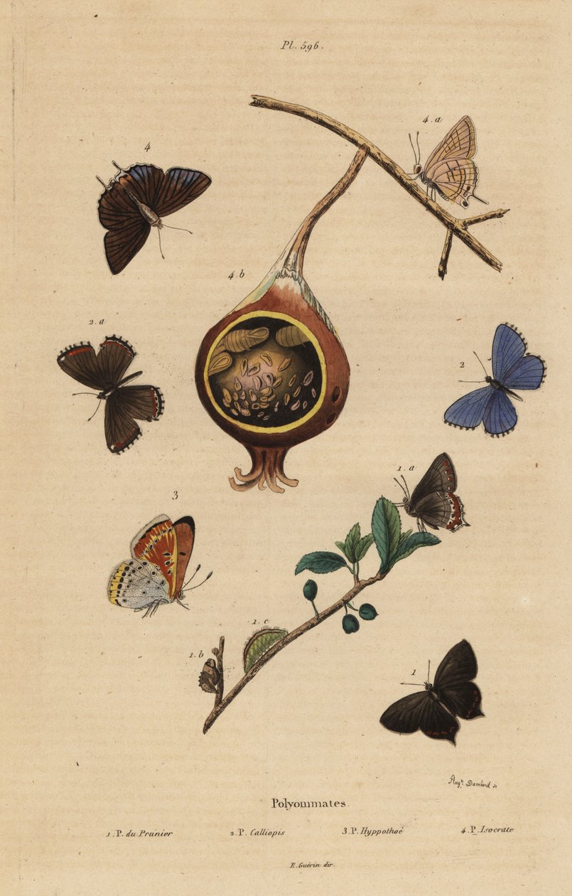 Sort hårstribe sommerfugl, Satyrium pruni 1, almindelig blå sommerfugl, Polyommatus icarus 2, lillakantet kobber, Lycaena hippothoe 3 og almindelig guava blå, Virachola isocrates 4. Polyommates du prunier, calliopsis, hyppothee, isocrate af Unbekannt