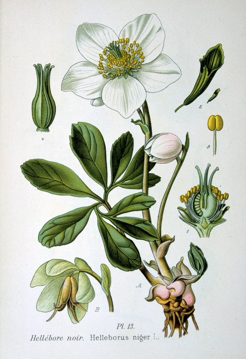 Sort hellebore, 1893 af Unbekannt