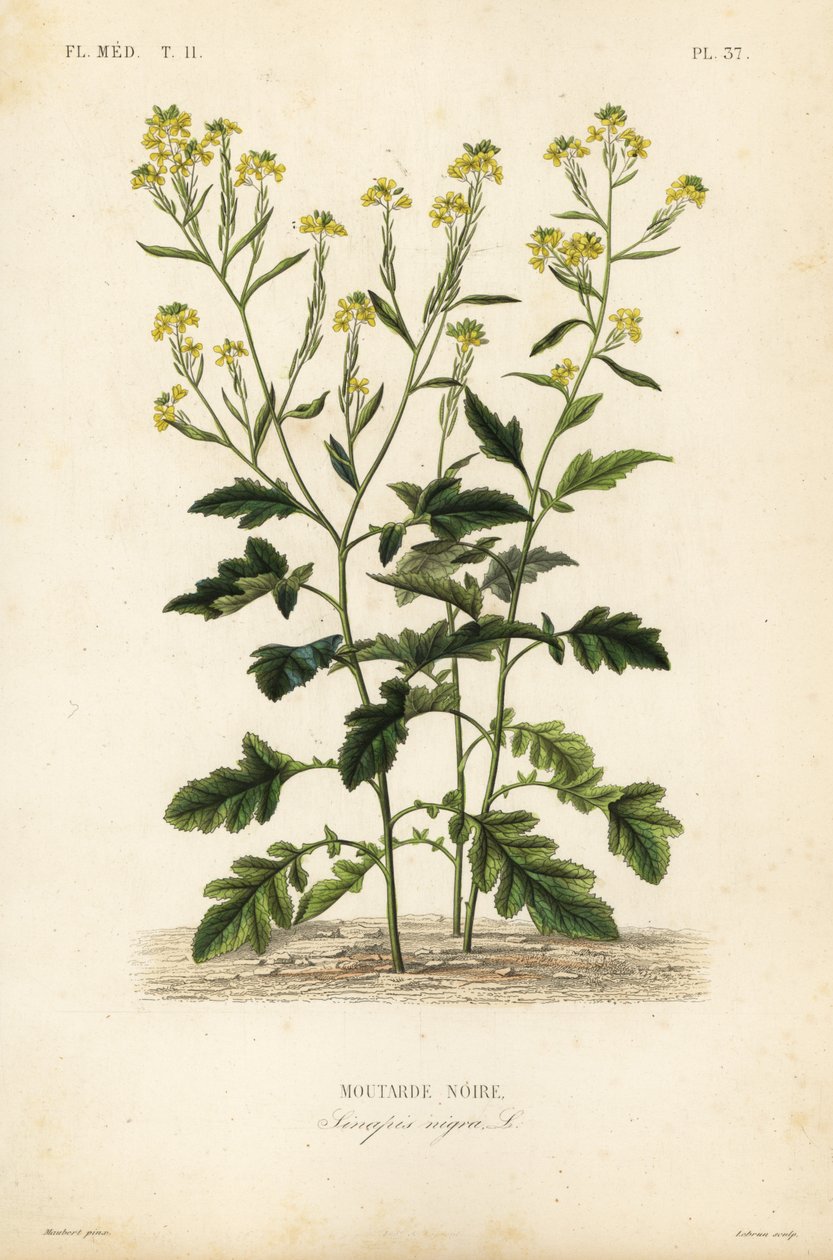 Sort sennep, Brassica nigra, Sinapis nigra, sort sennep af Unbekannt