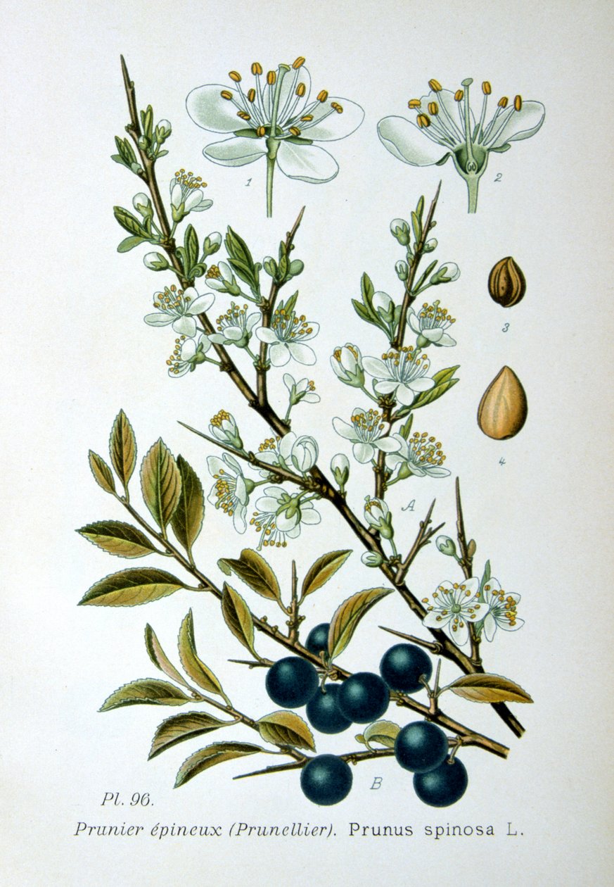 Blackthorn, 1893 af Unbekannt