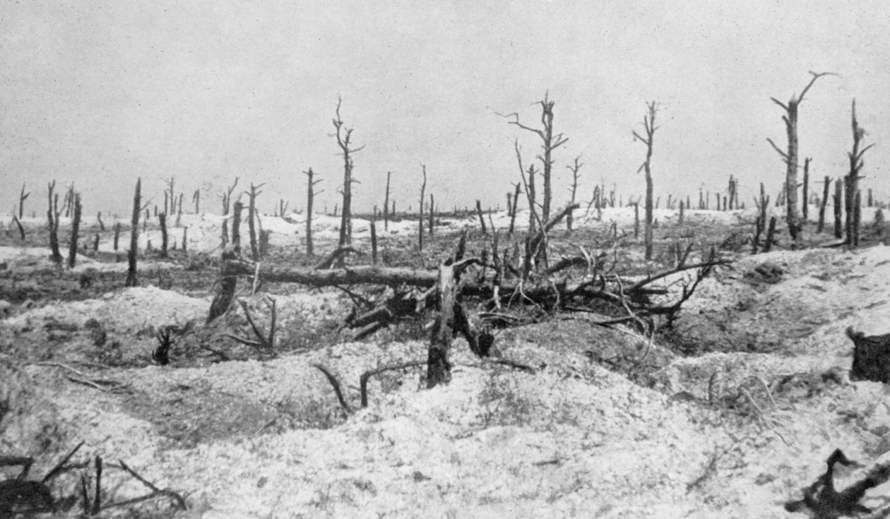 Sprængte træstubbe, Mesnil, Champagne, Frankrig, Første Verdenskrig, 1915 af Unbekannt
