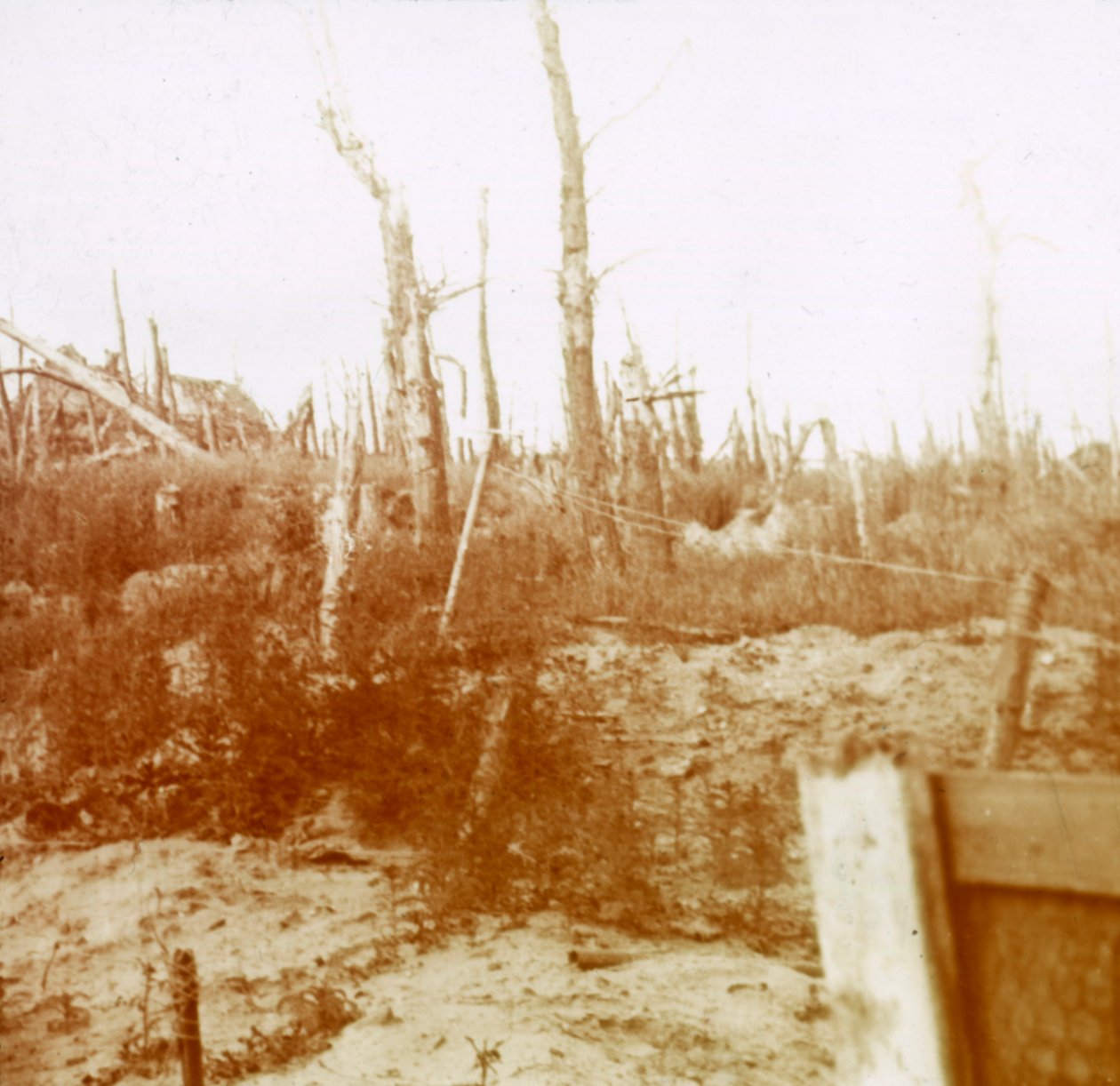 Blæst træ, Nieuwpoort, Flandern, Belgien, c1914-c1918 af Unbekannt