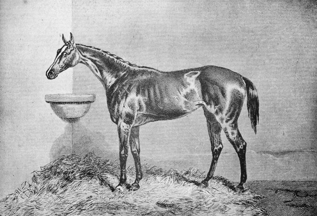 Blink Bonny, 1854-1862, 1911 af Unbekannt