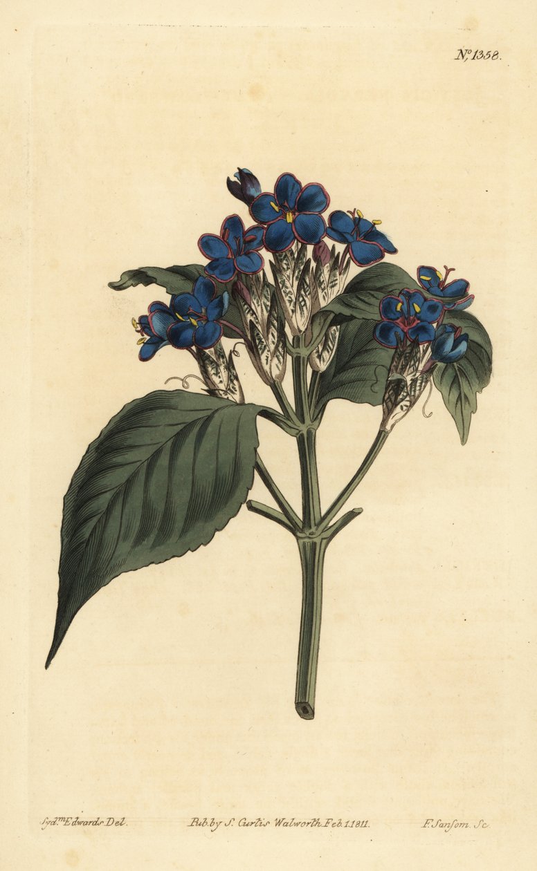Blå salvie, Eranthemum pulchellum (Blåblomstret justicia, Justicia nervosa) af Unbekannt