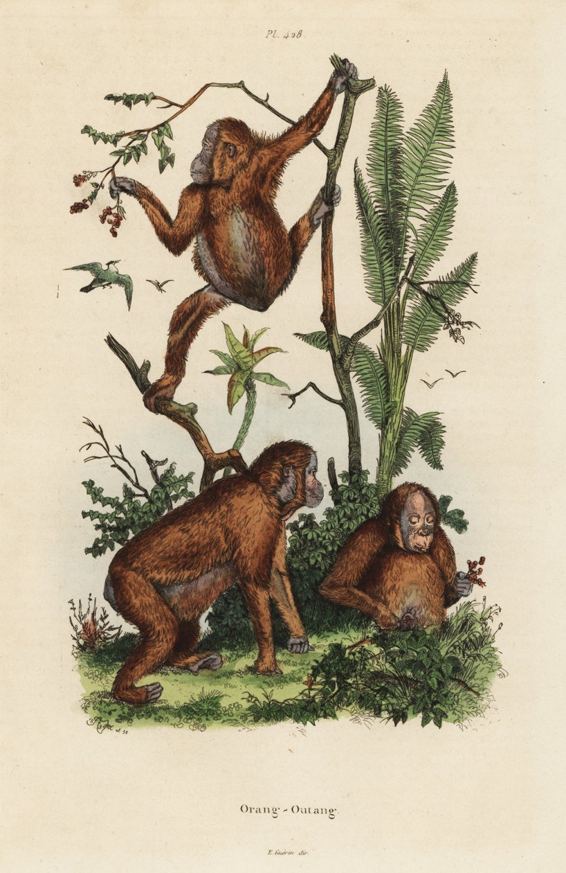 Bornean-orangutanger, Pongo pygmaeus af Unbekannt
