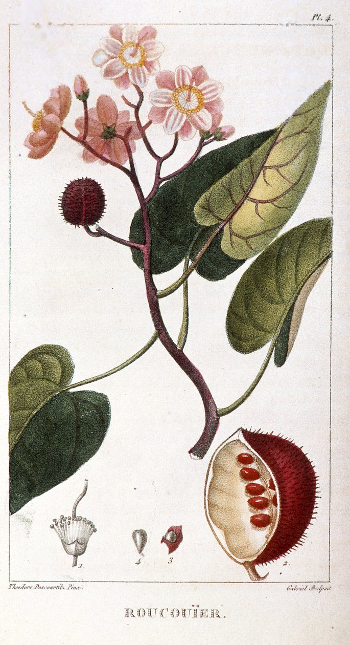 Botanisk tavle/Bixa orellana/Rocuyer af Unbekannt